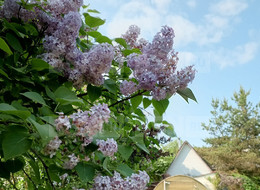 Продажа земельного участка - Ленинградская область, Ломоносовский район, Пески тер. СНТ, 13-я линия ул. 