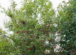 Продажа земельного участка - Ленинградская область, Ломоносовский район, Пески тер. СНТ, 13-я линия ул. 