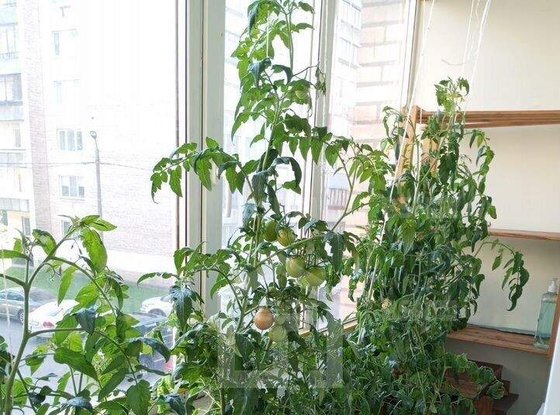 Продажа трехкомнатной квартиры - Кондратьевский проспект, д.85, корп.1 