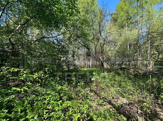 Продажа участка - городской поселок Рощино, Красноармейская улица