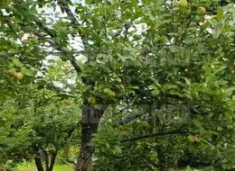 Продажа земельного участка - Ленинградская область, Ломоносовский район, Пески тер. СНТ, 13-я линия ул. 