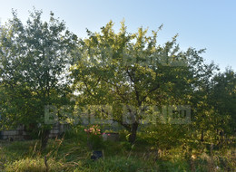 Продажа земельного участка - Ленинградская область, Всеволожский район, Дружба снт 