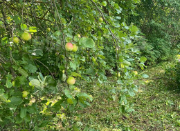 Продажа дачи - Ленинградская область, Гатчинский район, Переярово д.