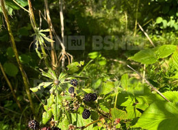 Продажа земельного участка - Ленинградская область, Всеволожский район, Дунай тер. СНТ, д.12 