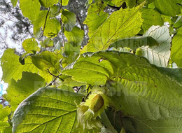 Продажа земельного участка - Ленинградская область, Всеволожский район, Дунай тер. СНТ, д.12 