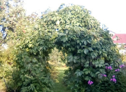 Продажа земельного участка - Ленинградская область, Ломоносовский район, Пески тер. СНТ, 13-я линия ул. 