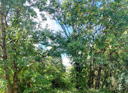 Продажа дачи - Ленинградская область, Гатчинский район, Переярово д.