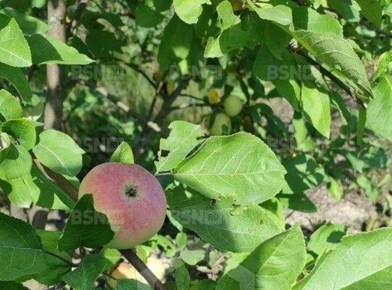 Продажа участка - поселок Торфяное, Торфяное п