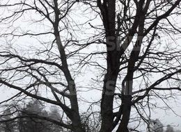 Продажа участка - Парковая улица, 8