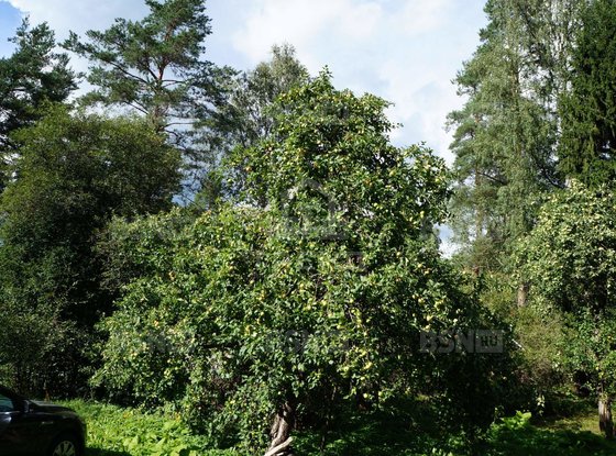 Продажа участка - городской поселок Вырица, Казанская улица