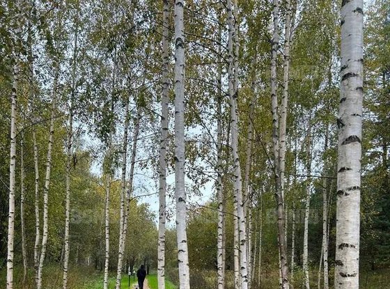 Продажа участка - поселок Сосново, Ленинградская улица