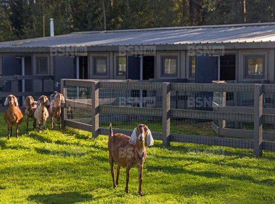 Продажа участка - поселок Ленинское, Репинское кп