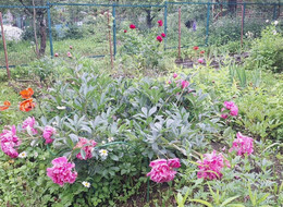 Продажа дачи - Ленинградская область, Гатчинский район, Ягодка тер. СНТ