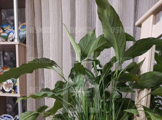 Продажа трехкомнатной квартиры - Карпинского улица, д.26 