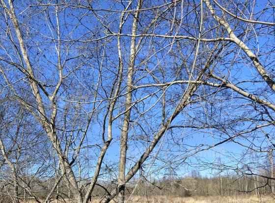 Продажа участка - Ивангород, Госпитальная улица