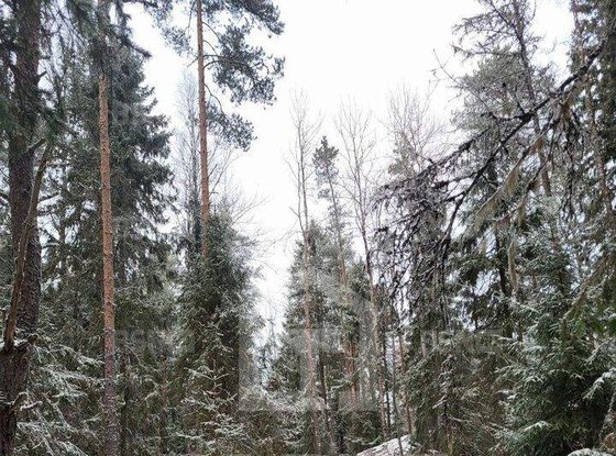 Продажа участка - Выборг, Средний Лесной проезд