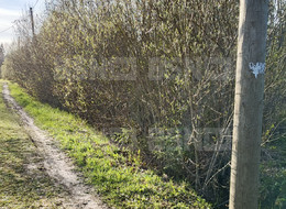 Продажа земельного участка - Ленинградская область, Гатчинский район, Массив Корписалово тер., СТ Пролетарский труд ул. 