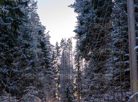 Продажа дома - поселок Мамонтовка, Мамонтовка п