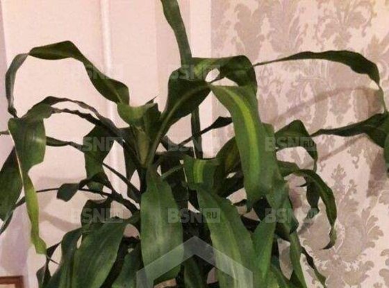 Продажа трехкомнатной квартиры - Карпинского улица, д.26 