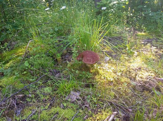 Продажа участка - деревня Светлое, Ленинградская ул