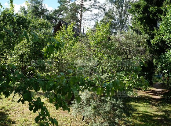 Продажа участка - городской поселок Вырица, Казанская улица