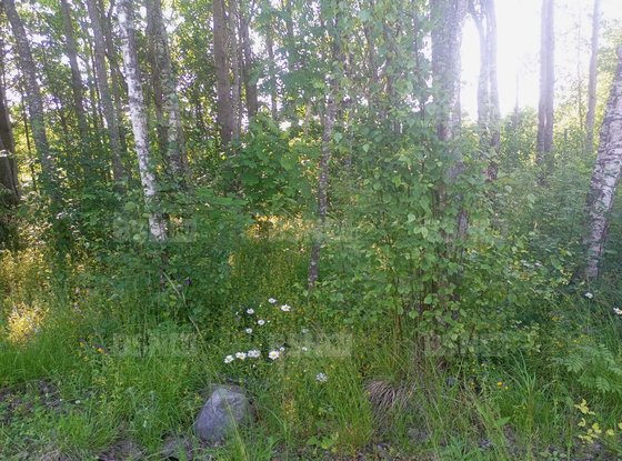 Продажа участка - деревня Светлое, Ленинградская ул