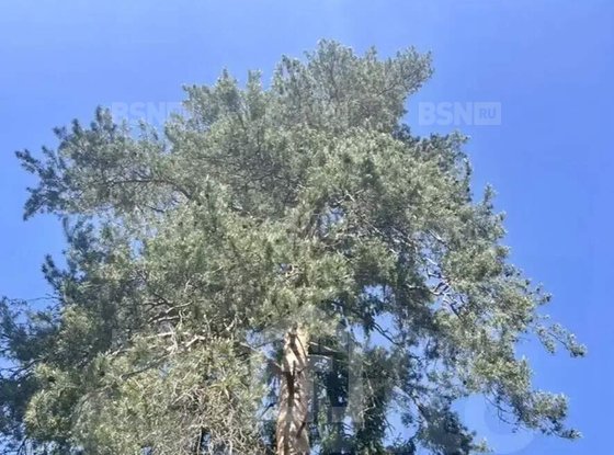 Продажа участка - Всеволожск, Пушкинская улица