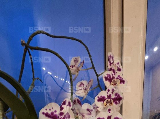 Продажа трехкомнатной квартиры - Асафьева улица, д.5, корп.1 