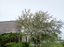 Продажа дома - 13-я линия ул.