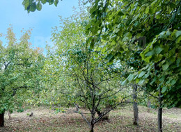 Продажа земельного участка - Ленинградская область, Ломоносовский район, Пески тер. СНТ, 13-я линия ул. 