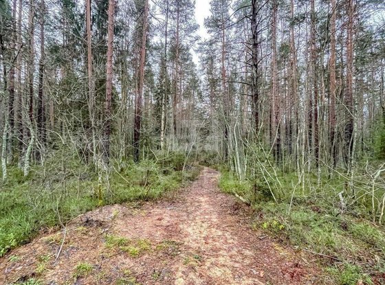 Продажа участка - городской поселок Рощино, Молодёжная улица