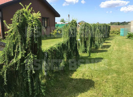 Продажа дачи - Ленинградская область, Кировский район, Горка д.