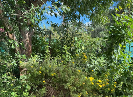 Продажа земельного участка - Ленинградская область, Всеволожский район, Дунай тер. СНТ, д.12 