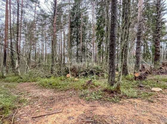 Продажа участка - городской поселок Рощино, Молодёжная улица