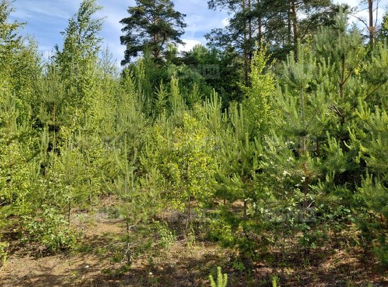 Продажа участка - поселок Ленинское, Ленинское п