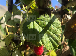 Продажа дачи - Ленинградская область, Гатчинский район, Гатчина г., Станционная ул.