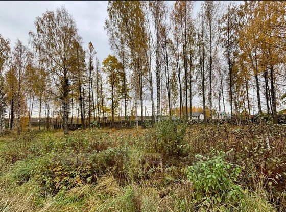 Продажа участка - Всеволожский район, Массив Скотное территория