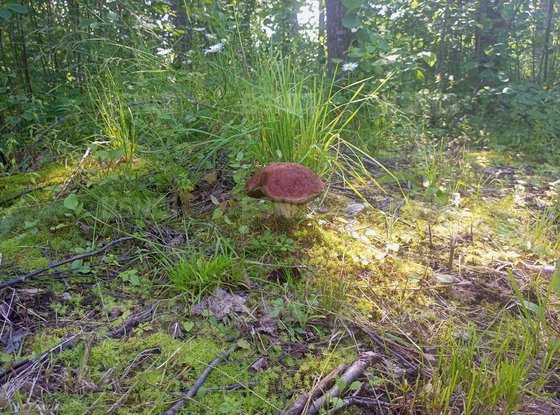 Продажа участка - деревня Светлое, Ленинградская ул