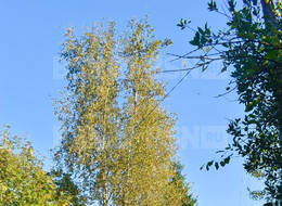 Продажа земельного участка - Ленинградская область, Всеволожский район, Дружба снт 