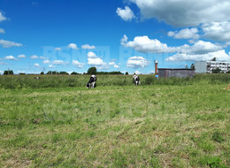 Продажа земельного участка - Ленинградская область, Гатчинский район, Большое Рейзино д. 