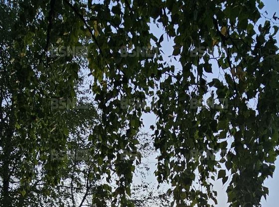 Аренда коттеджа - дачный поселок Массив Мичуринское, ДНТ Журавлевское территория