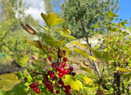 Продажа земельного участка - Ленинградская область, Всеволожский район, Дунай тер. СНТ, д.12 