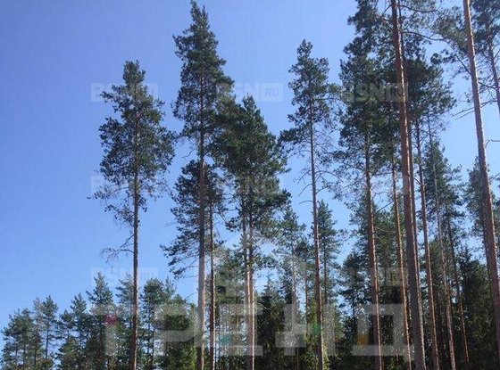 Продажа участка - городской поселок Рощино, Пойменный проезд
