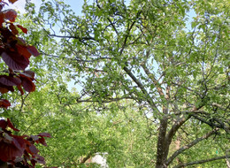 Продажа земельного участка - Ленинградская область, Ломоносовский район, Пески тер. СНТ, 13-я линия ул. 