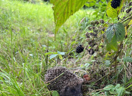 Продажа земельного участка - Ленинградская область, Всеволожский район, Дунай тер. СНТ, д.12 